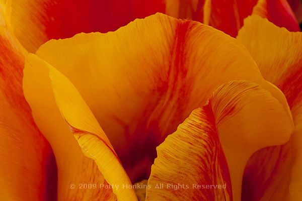 Helmar_Tulip_Petals