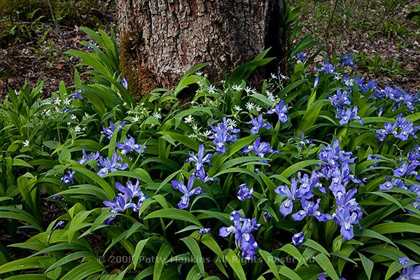 Crested Dwarf Irises and Star Chickweed