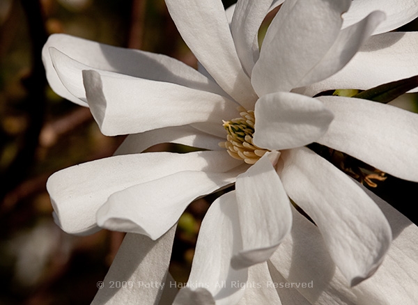 magnolia_royal_star_9701