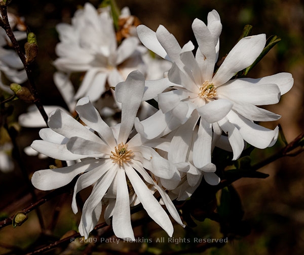 magnolia_royal_star_9770