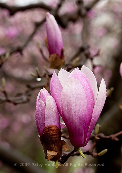 magnolia_verbanica_7847