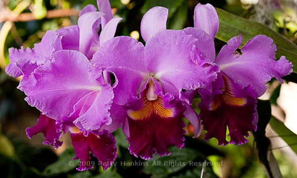 orchid_laeliocattelya_socrates_1_8477