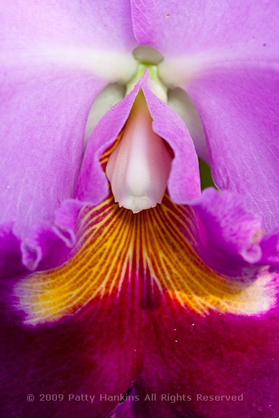 orchid_laeliocattelya_socrates_3_8514