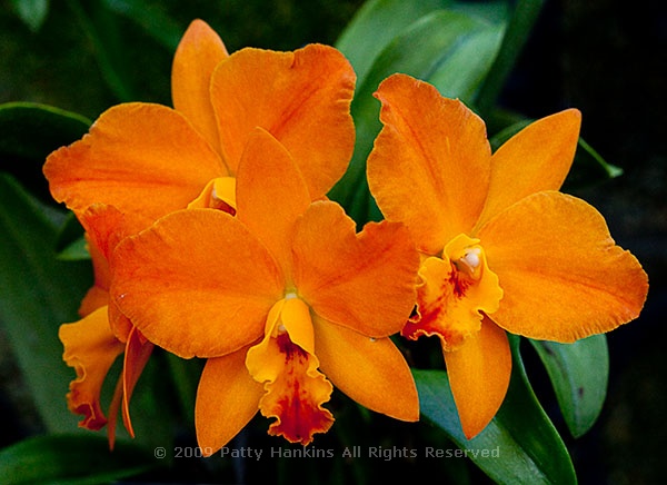 orchid_sophrolaeliocattelya_hazel_boyd_apricot_glow_97931