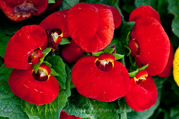 pocketbook_flower_calceolaria_herbeohybrida_5777