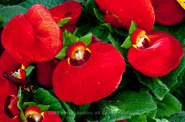 pocketbook_flower_calceolaria_herbeohybrida_5834