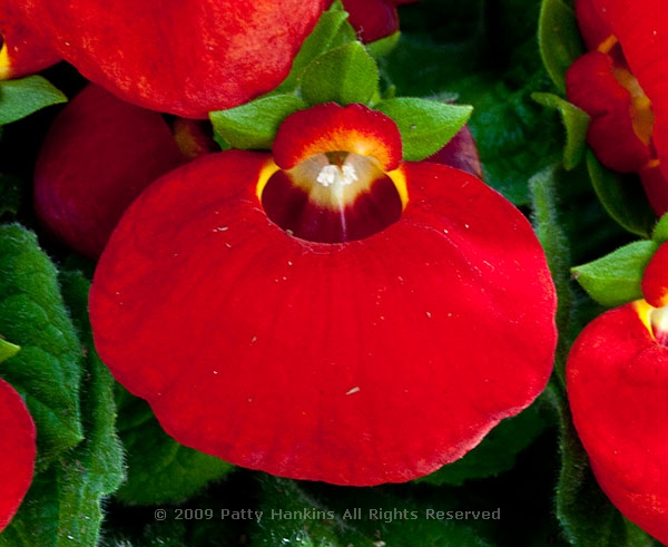 pocketbook_flower_calceolaria_herbeohybrida_5846