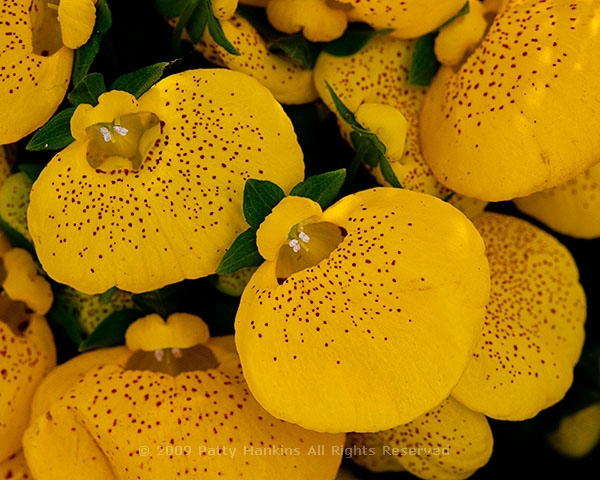 pocketbook_flower_cinderella_calceolaria_herbeohybrida_5786