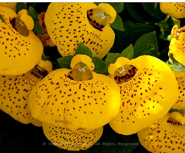 pocketbook_flower_cinderella_calceolaria_herbeohybrida_5797