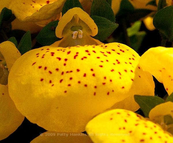 pocketbook_flower_cinderella_calceolaria_herbeohybrida_5813