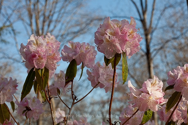 rhodedendron_llenroc_weston_azalea_8195