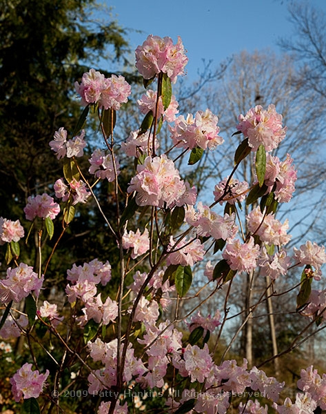 rhodedendron_llenroc_weston_azalea_8229