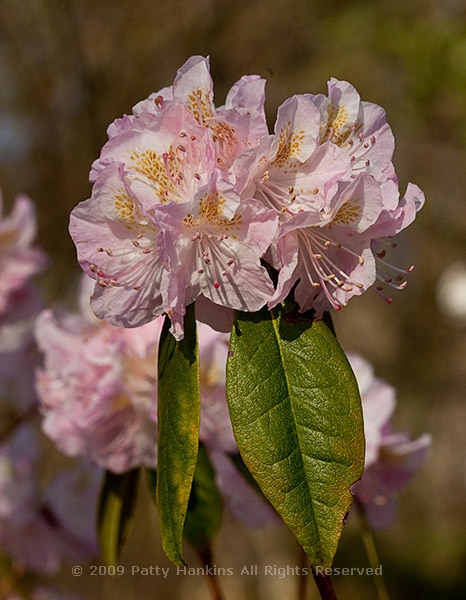 rhodedendron_llenroc_weston_azalea_8253