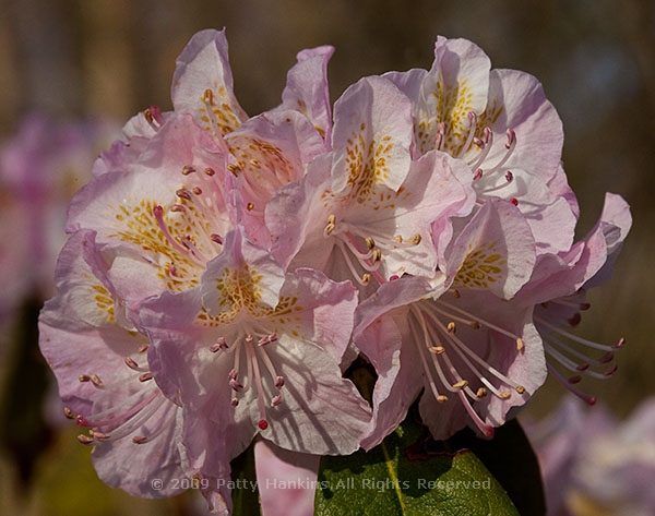 rhodedendron_llenroc_weston_azalea_8294