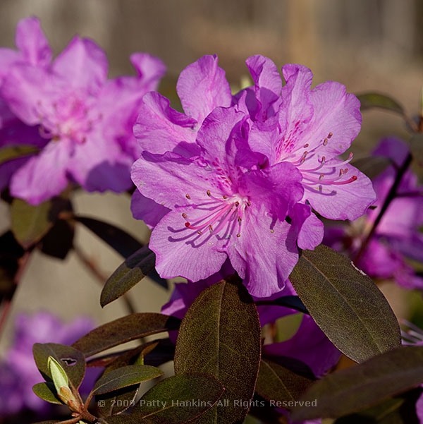 rhododendron_weston_group_pjm_elite_8327