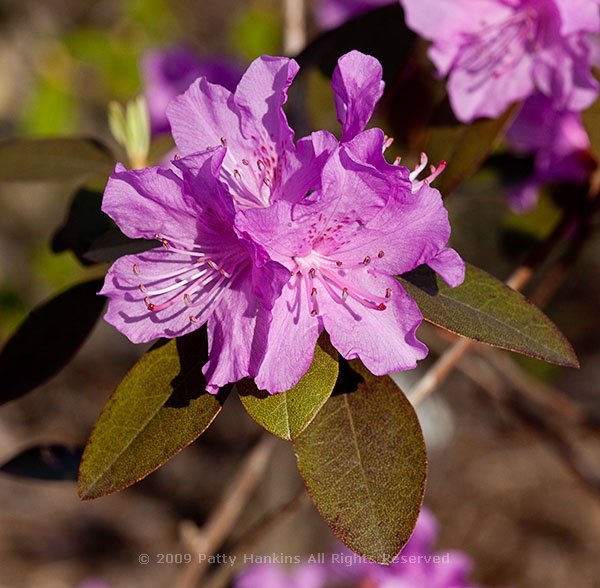 rhododendron_weston_group_pjm_elite_8384