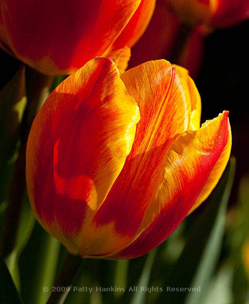 tulip_triumph_helmar_9044