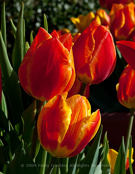 tulip_triumph_helmar_9086