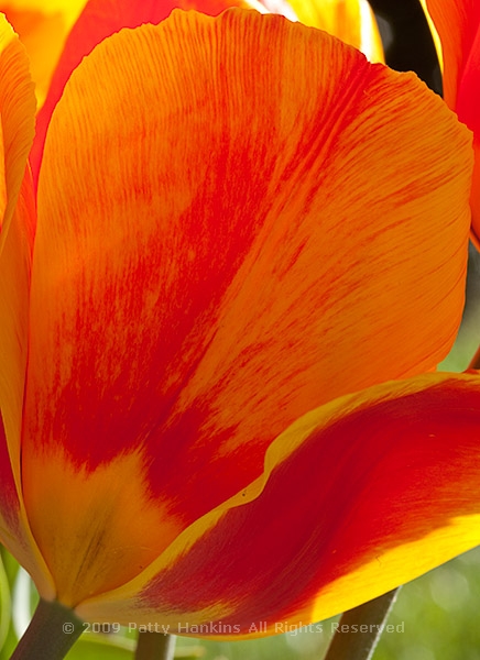 tulip_triumph_helmar_9104