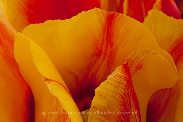 tulip_triumph_helmar_9201