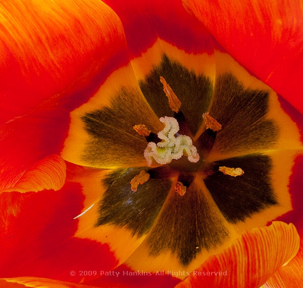 tulip_triumph_helmar_9234