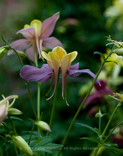 columbine_mckana_0565