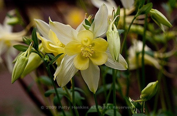 columbine_mckana_0601