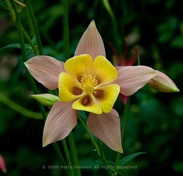 columbine_mckana_0619