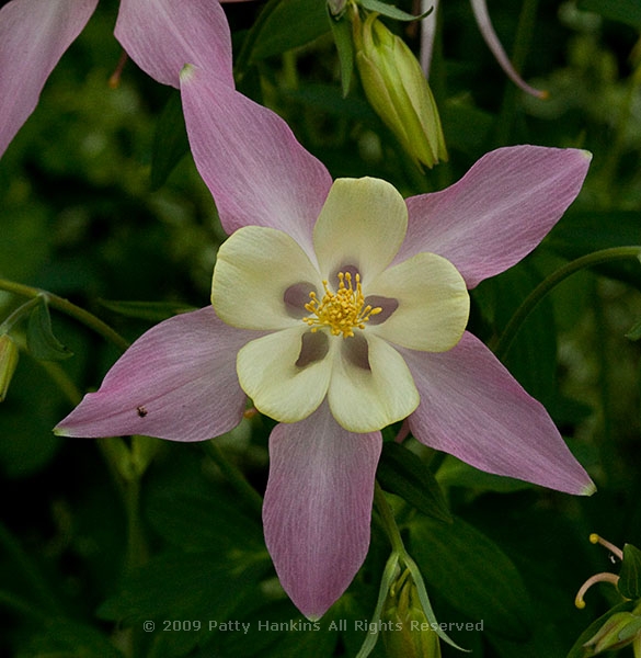 columbine_mckana_0640