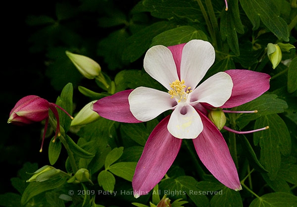 columbine_mckana_0667