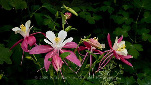 columbine_mckana_0685