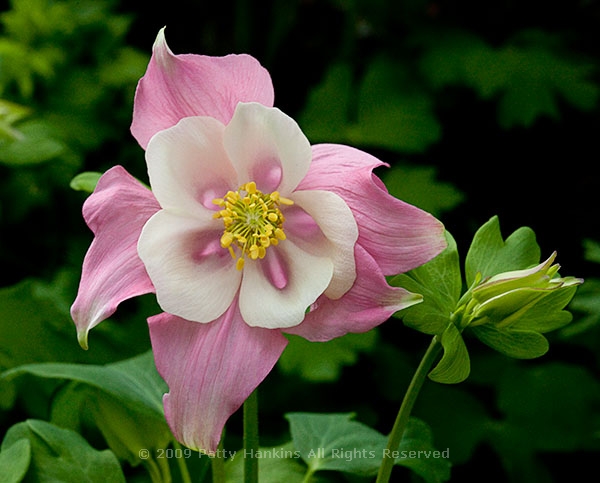 columbine_robin_0330