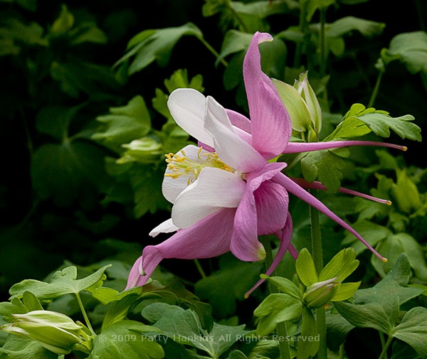 columbine_robin_0342