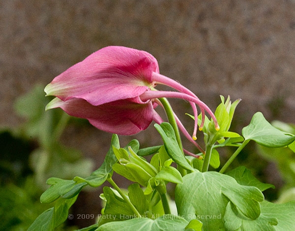 columbine_robin_0351