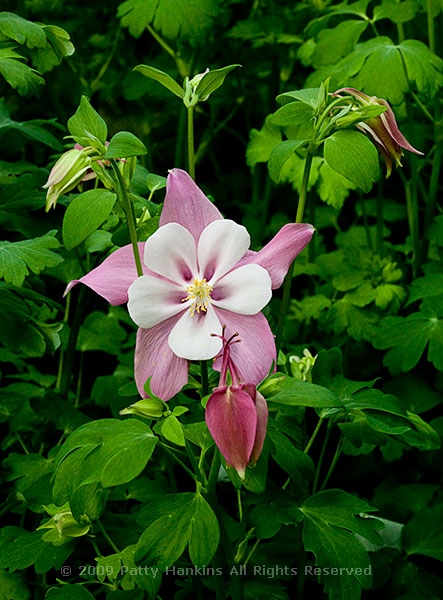 columbine_robin_0393