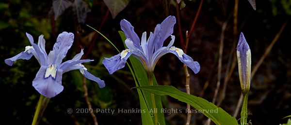 Iris_crested_dwarf_laurel_snow_2281