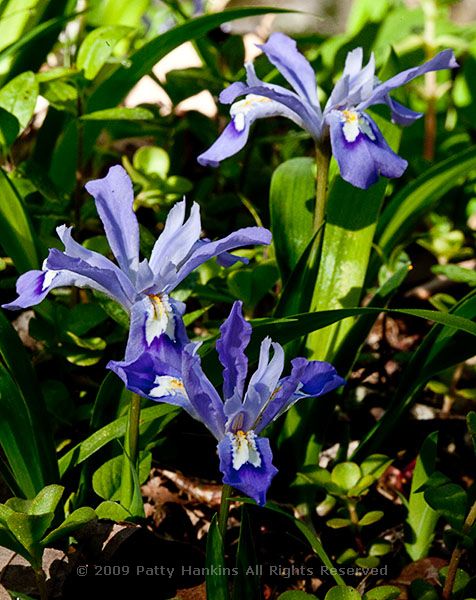 Iris_crested_dwarf_laurel_snow_2437