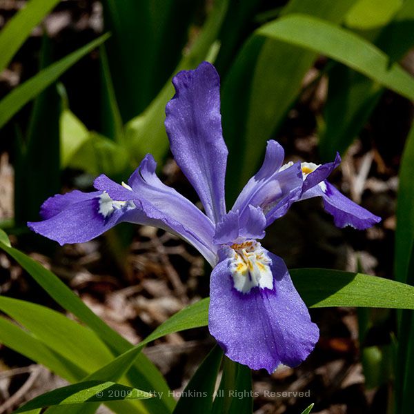 iris_crested_dwarf_porters_creek_5343