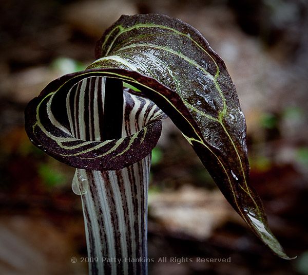 jack_in_the_pulpit_goforth_creek_3876