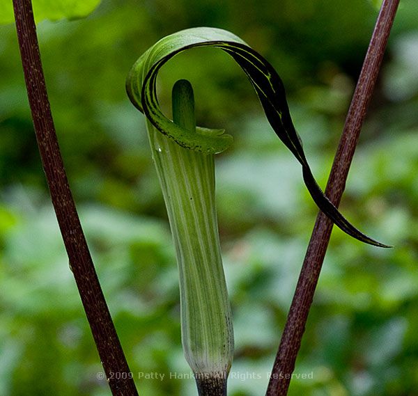 jack_in_the_pulpit_longwood_7627