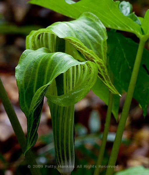 jack_in_the_pulpit_longwood_7703