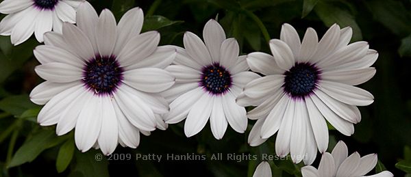 osteospermum_ecklonis_oste_whiteytwo_7993