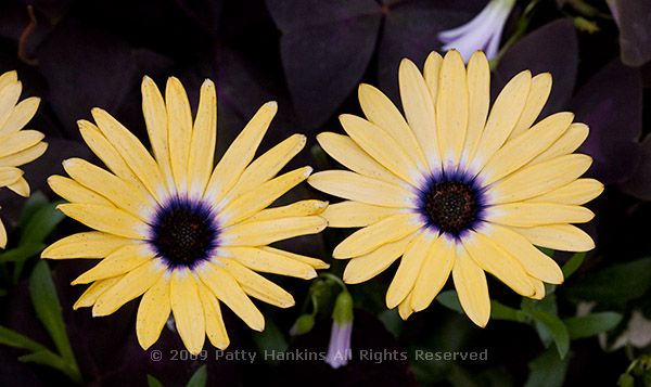 osteospermum_lemon_symphony_8152