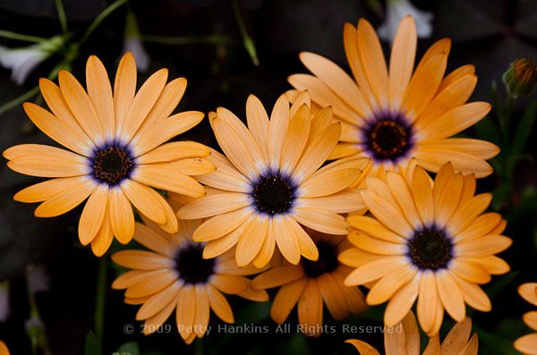 osteospermum_orange_symphony_8128