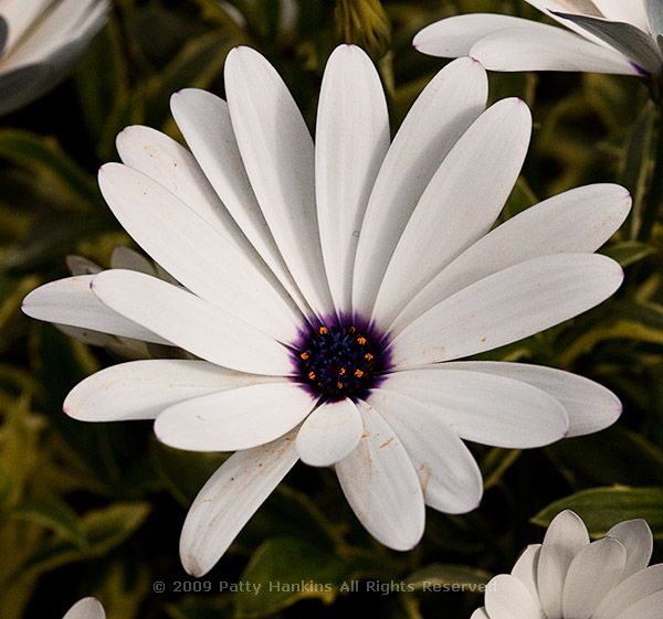 osteospermum_sparkler_311