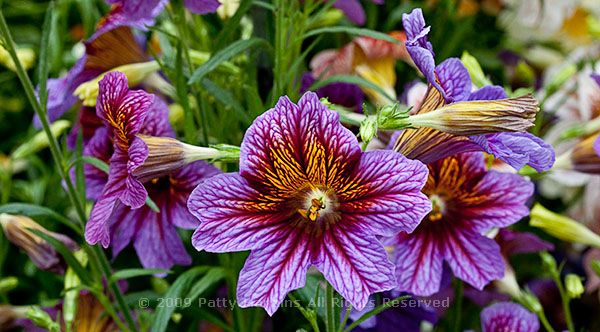 painted_tongue_salpiglossis_grandiflora_8203