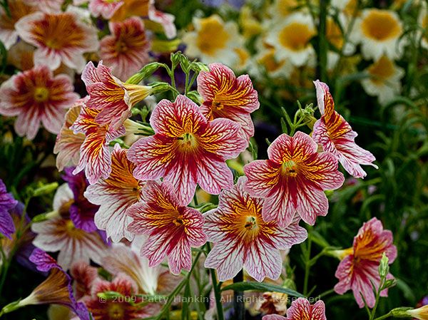 painted_tongue_salpiglossis_grandiflora_8219