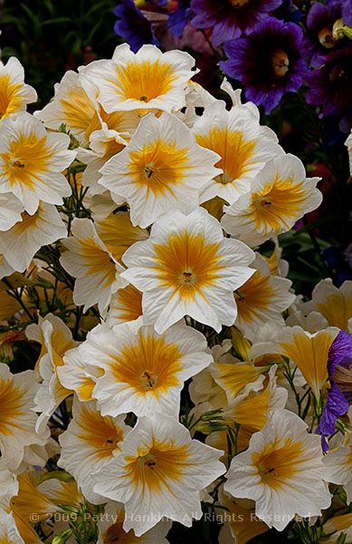 painted_tongue_salpiglossis_grandiflora_8233