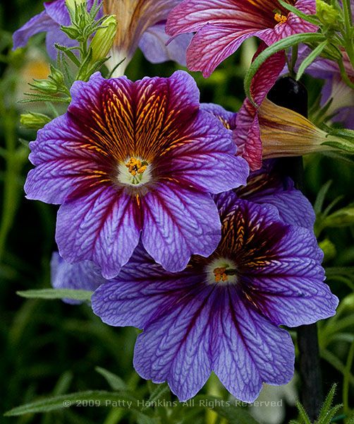 painted_tongue_salpiglossis_grandiflora_8238