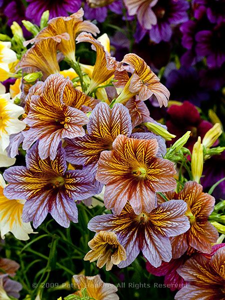 painted_tongue_salpiglossis_grandiflora_8240